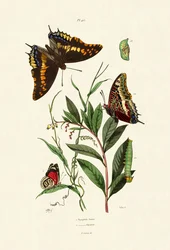 Two-tailed Pasha